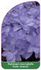 Hydrangea macrophylla 'Etoile Violette'
