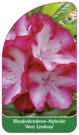 Rhododendron-Hybride 'Ann Lindsay'