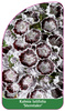 Kalmia latifolia 'Sterntaler'