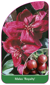 Malus 'Royalty'