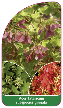 Acer tataricum subspecies ginnala