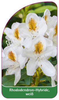 Rhododendron-Hybride, weiß