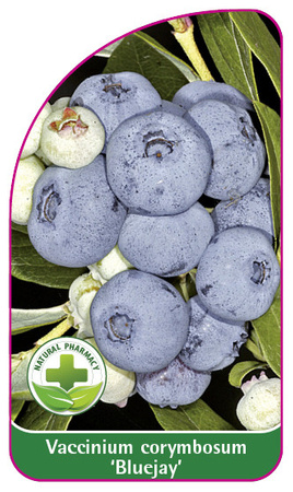 Vaccinium corymbosum 'Bluejay'