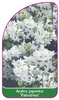 Azalea japonica 'Palestrina'