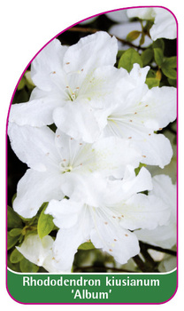 Rhododendron kiusuanum 'Album'