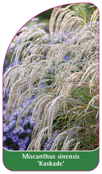 Miscanthus sinensis 'Kaskade'