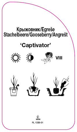 Agrest 'Captivator'