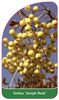 Sorbus 'Joseph Rock'