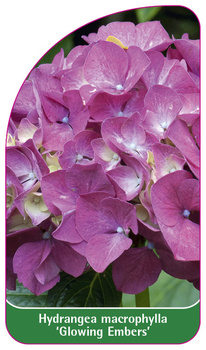 Hydrangea macrophylla ,Glowing Embers'