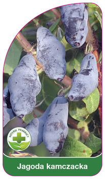 Fructe de pădure Kamchatka