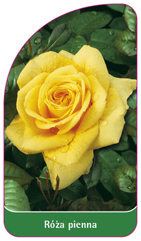Róza pienna Nr. 4