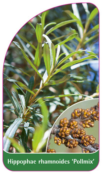 Hippophae rhamnoides 'Pollmix'