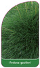 Festuca gautieri