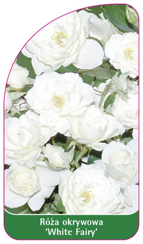 Trandafir de acoperire a solului "White Fairy