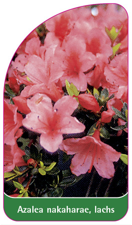 Azalea nakaharae, lachs