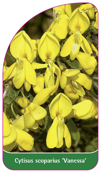 Cytisus scoparius 'Vanessa'