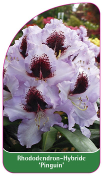Rhododendron-Hybride 'Pinguin'
