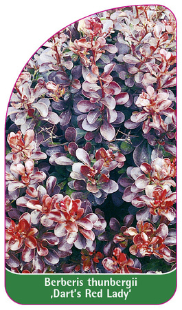 Berberis thunbergii ,Dart's Red Lady'
