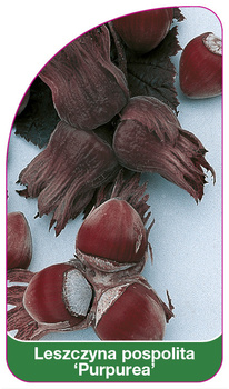 Leszczyna pospolita 'Purpurea'