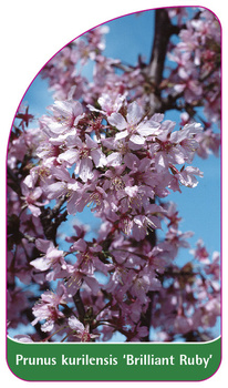 Prunus kurilensis 'Brilliant Ruby'