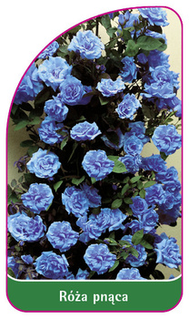 Róza pnąca Nr. 317 B