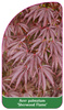 Acer palmatum 'Sherwood Flame'