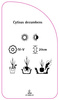 Cytisus decumbens