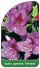 Azalea japonica 'Chelsoni'