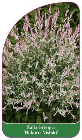 Salix integra 'Hakuro Nishiki'