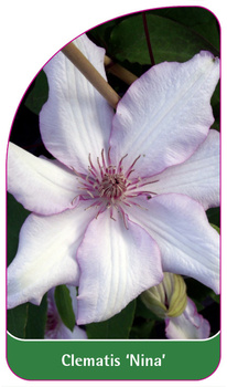 Clematis 'Nina'