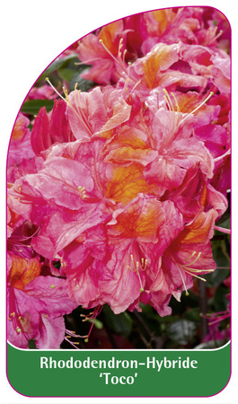 Rhododendron-Hybride 'Toco'