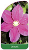 Clematis