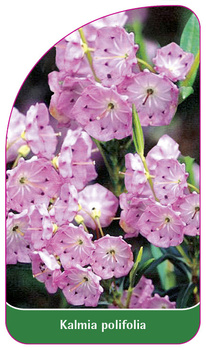 Kalmia polifolia