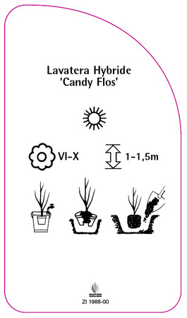 Lavatera Hybride 'Candy Flos'
