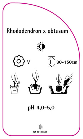 Rhododendron x obtusum