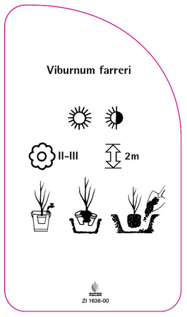 Viburnum farreri