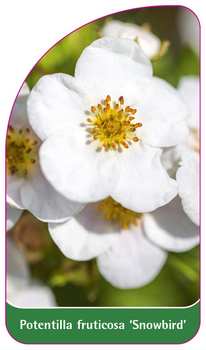 Potentilla fruticosa 'Snowbird'
