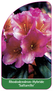 Rhododendron-Hybride 'Saltarello'