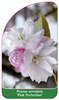Prunus serrulata 'Pink Perfection'