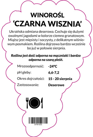 Winorośl Czarna Wisznia