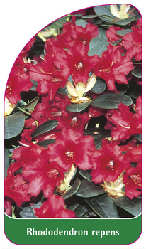 Rhododendron repens