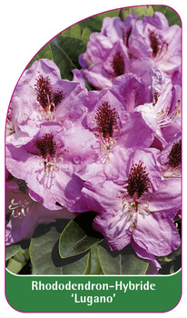 Rhododendron-Hybride 'Lugano'