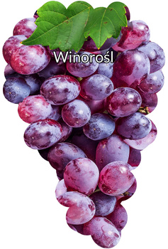 Winorośl Różowa średnia blank