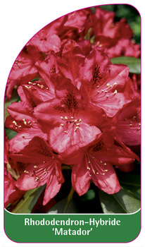 Rhododendron-Hybride 'Matador'