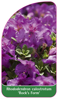 Rhododendron calostrotum ,Rock's Form'