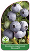 Vaccinium corymbosum 'Heerma II'