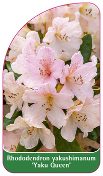 Rhododendron yakushimanum 'Yaku Queen'