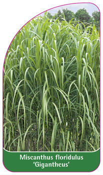 Miscanthus floridulus 'Gigantheus'