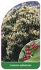 Lonicera xylosteum