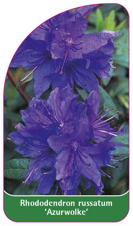 Rhododendron russatum 'Azurwolke'